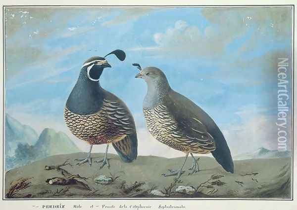 Male and Female Californian Partridge, from Voyage de La Perouse Oil Painting - J.R Prevost