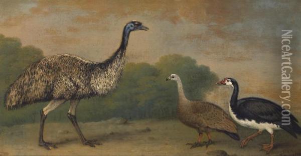 An Emu, A Cape Barren Goose And A Magpie Goose, In A Landscape Oil Painting - Henry Bernard Chalon
