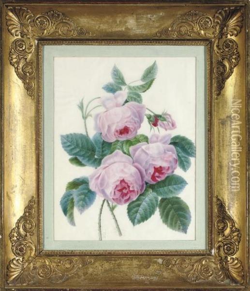 Study Of A Bunch Of Roses Oil Painting - Pierre-Joseph Redoute