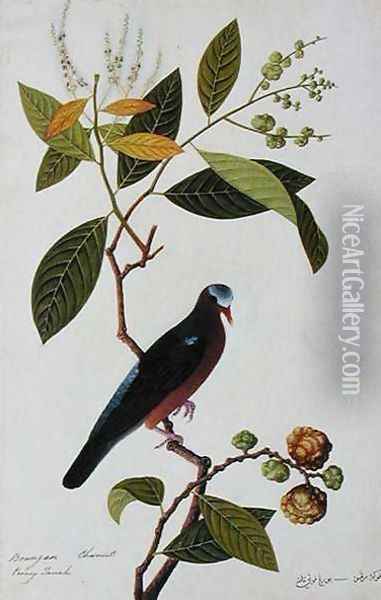 Brangan Chestnut, Pooney Tanah, from 'Drawings of Birds from Malacca', c.1805-18 Oil Painting - Anonymous Artist