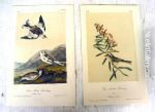 From Birds Of America Oil Painting - John James Audubon
