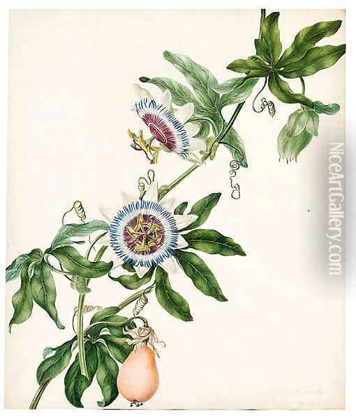 Passiflora caerulea (Passion Flower) Oil Painting - Philippa Crabtree