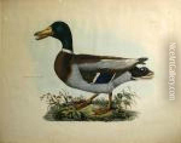 Common Wild Duck, Male, Pl. L Oil Painting - Prideaux John Selby