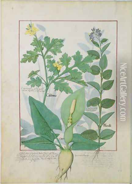 Greater Celandine or Poppy, Solanum or Nightshade, and Aron, illustration from The Book of Simple Medicines by Mattheaus Platearius d.c.1161 c.1470 Oil Painting - Robinet Testard