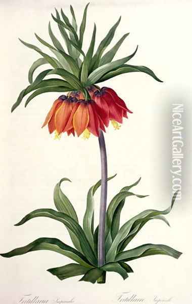 Fritillaria Imperialis from, Les Lilacees, 1802-8 Oil Painting - Pierre-Joseph Redoute