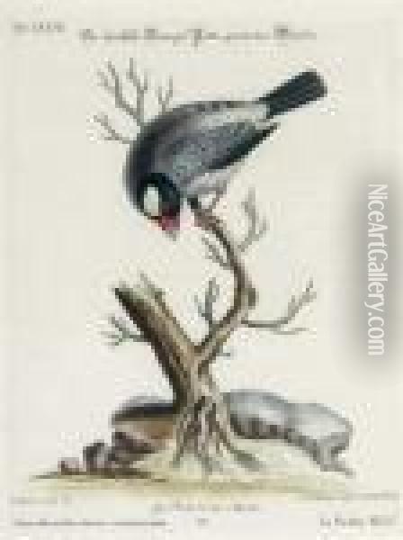 [collection Of Various Foreign And Little-known Birds]: Six Plates Oil Painting - George Edwards