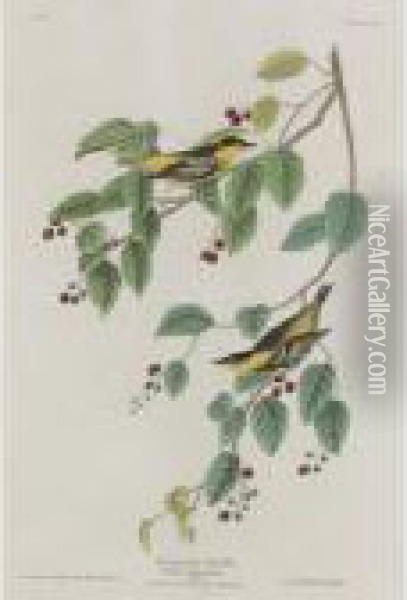 Carbonated Warbler Oil Painting - John James Audubon