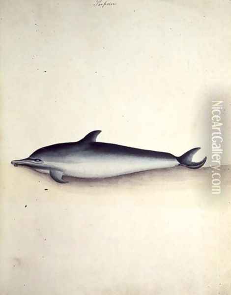 Porpoise Common dolphin Oil Painting - John Hunter