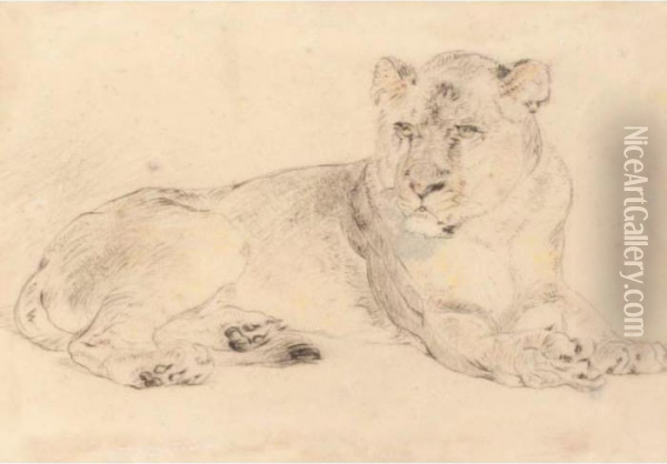 A Lioness Oil Painting - William Huggins