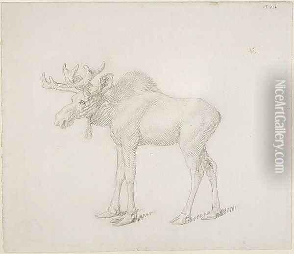 Drawing of Duke of Richmonds Second Bull Moose Oil Painting - George Stubbs