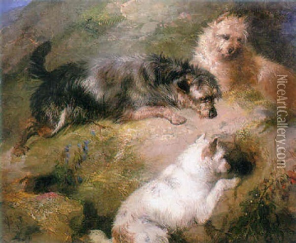 Terriers Waiting By A Rabbit Hole Oil Painting - George Armfield