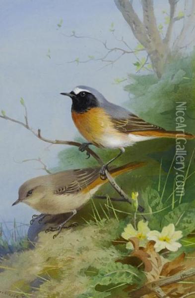 Pair Of Redstarts Oil Painting - Archibald Thorburn