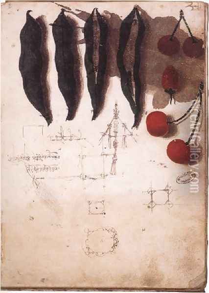 Fruit Vegetables And Other Studies Oil Painting - Leonardo Da Vinci