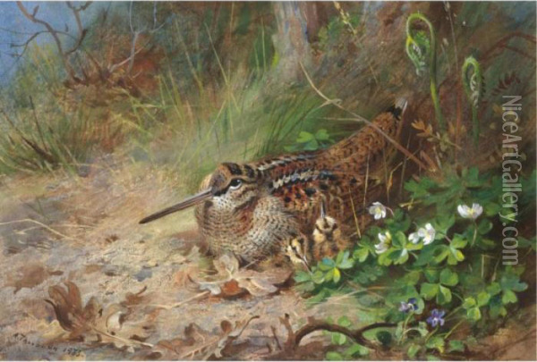 A Woodcock And Its Young Oil Painting - Archibald Thorburn