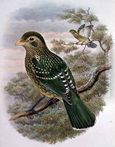 Ailuroedus Crassirostris Green Catbird Oil Painting - William M. Hart
