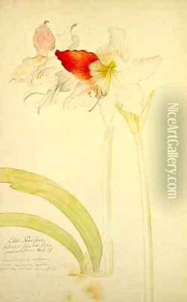 Amaryllis Lilio Narcissus Indicus Oil Painting - Georg Dionysius Ehret