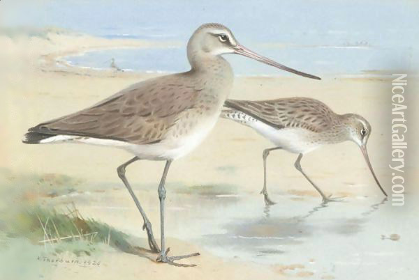 A Pair Of Black-Tailed Godwit Oil Painting - Archibald Thorburn