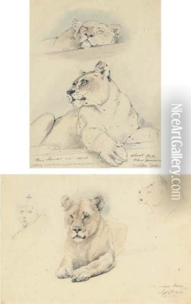 Two Studies Of A Lioness Oil Painting - William Strutt
