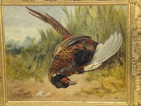 Study Of A Dead Cock Pheasant, Signed And Dated '82 Oil Painting - Arthur Batt