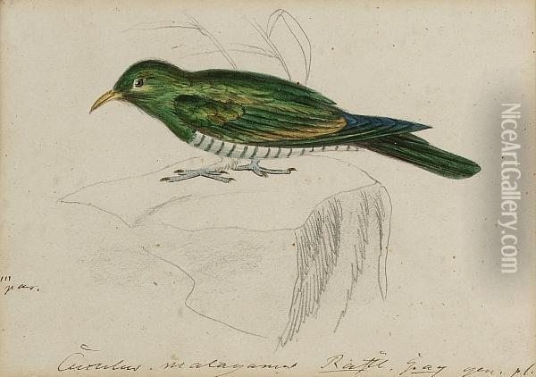 A Malay Green Cuckoo Oil Painting - Heinrich Gotlieb L. Reichenbach