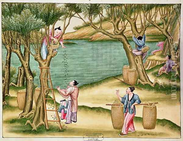 Collecting mulberries, from a book on the silk industry Oil Painting - Anonymous Artist