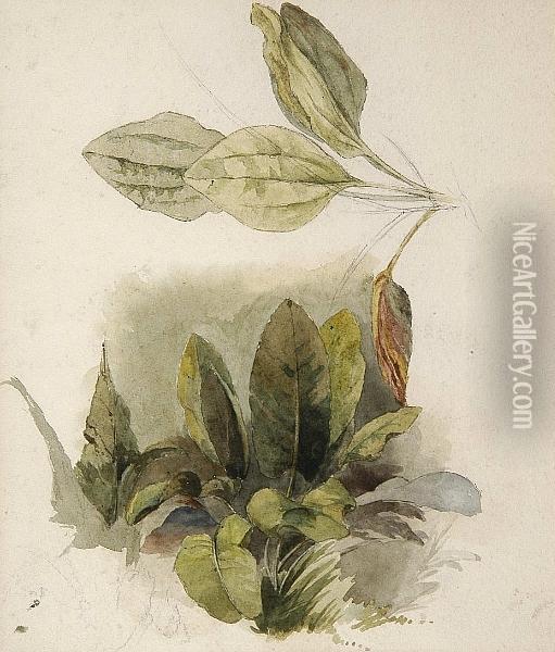 A Study Of Leaves, A Page From A Sketchbook Oil Painting - Peter de Wint