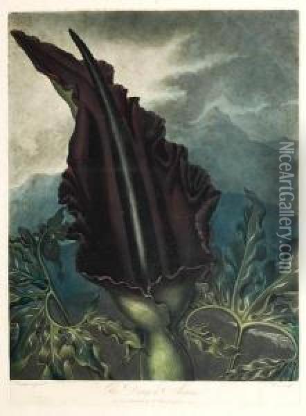 The Dragon Arum Oil Painting - Robert John, Dr. Thornton