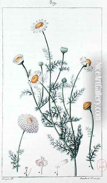 Camomile, reproduction of a plate from Flore medicale by Francois-Pierre Chaumeton 1775-1819 Oil Painting - Pierre Jean Francois Turpin