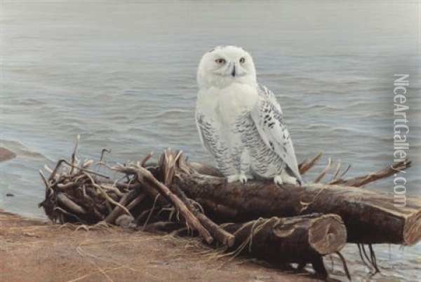 Snowy Owl On Driftwood Oil Painting - Robert Bateman