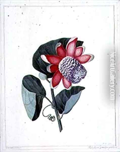 Flower Studies Oil Painting - Peter Brown