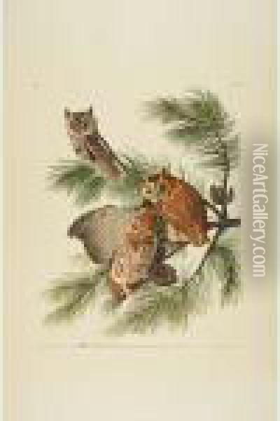 Little Screech Owl Oil Painting - John James Audubon
