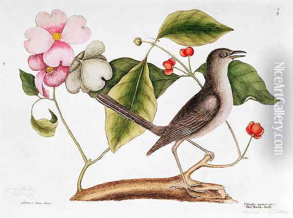 Dogwood: Cornus florida, and Mocking Bird from the 'Natural History of Carolina' Oil Painting - Mark Catesby