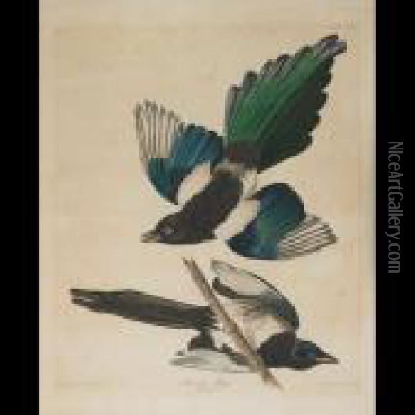 American Magpie, Plate Ccclvii Oil Painting - John James Audubon