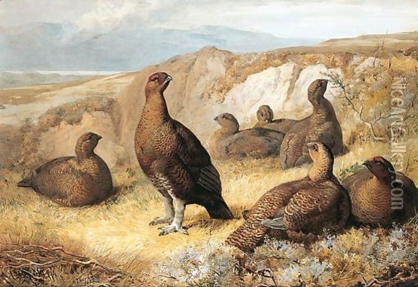 Grouse On The Moor Oil Painting - Archibald Thorburn