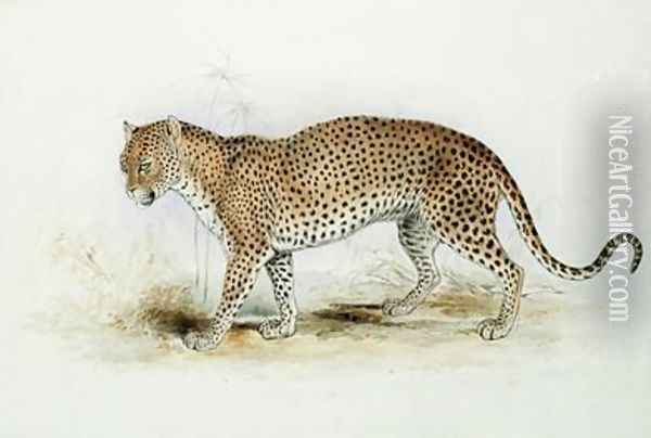 The Leopard Oil Painting - Edward Lear
