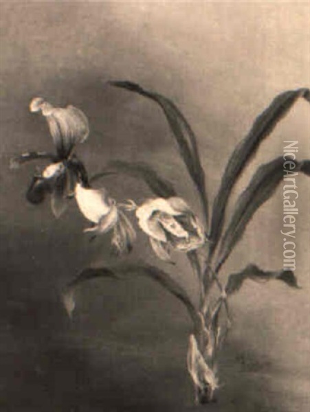 Eine Orchidee, 'cabasetum Mirabile' Oil Painting - Ignaz Seelos