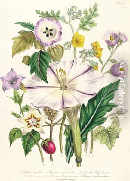 Devils Trumpet plate 46 from The Ladies Flower Garden Oil Painting - Jane Loudon