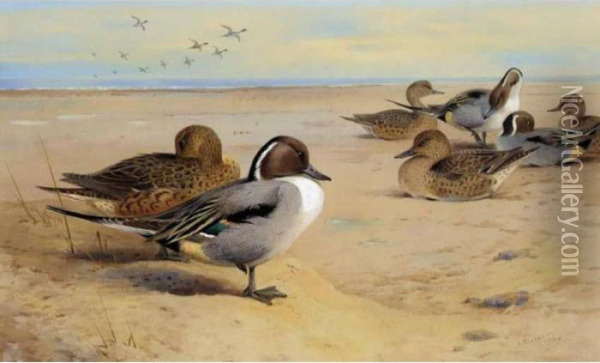 Pintail Ducks Oil Painting - Archibald Thorburn