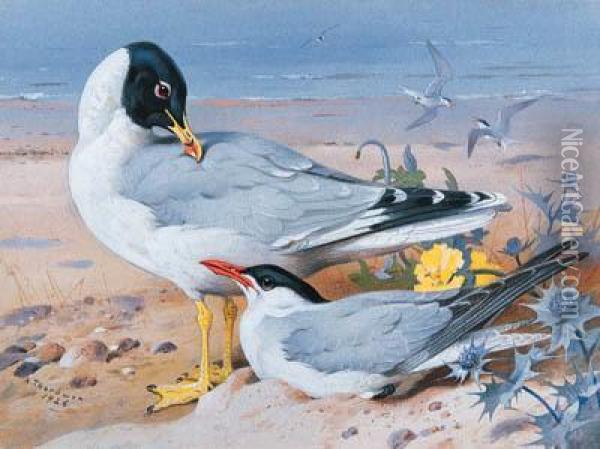 Great Black-headed Gull And Caspian Tern Oil Painting - Archibald Thorburn