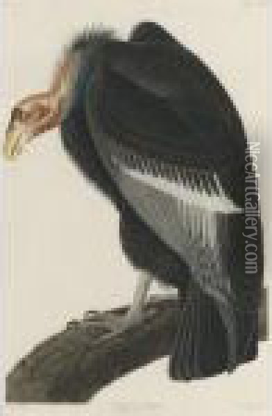 Californian Vulture (plate Ccccxxvi) Oil Painting - John James Audubon