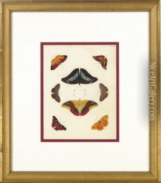 Papillons Exotiques Des Trois Parties Du Monde: L'asie, L'afrique Et L'amerique: Eight Plates Oil Painting - Pieter Cramer