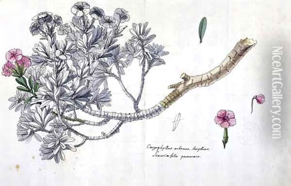 Caryophyllus Arboreus and Seriphius Oil Painting - Claude Aubriet