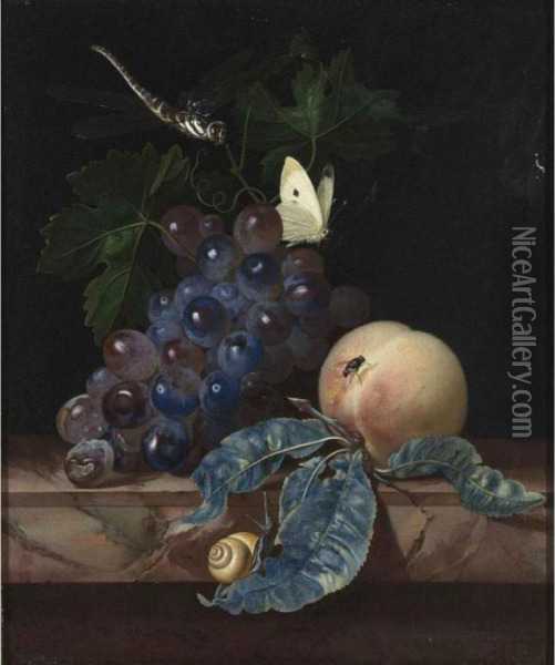 A Still Life With Grapes, A 
Peach, A Cabbage-white, A Dragon-fly, A Snail And A Fly, All On A Marble
 Ledge Oil Painting - Willem Van Aelst
