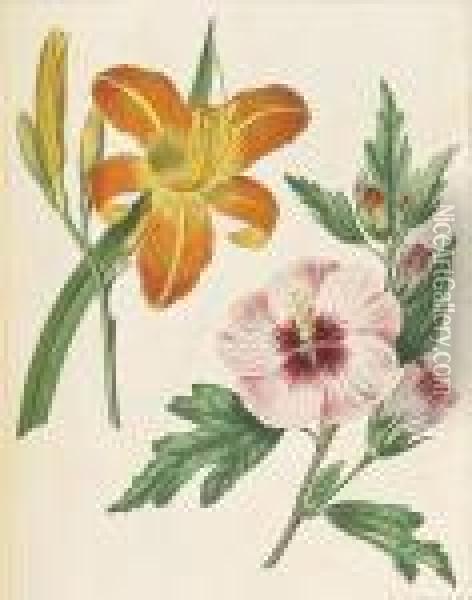 Sixty-one Plates Of Rare And Curious Ornamental Plants..., Oil Painting - Sydenham Teast Edwards