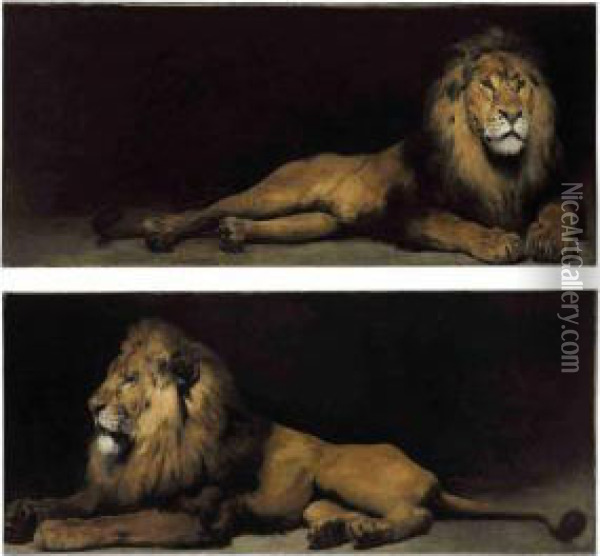 Reclining Lions Oil Painting - Aime Morot