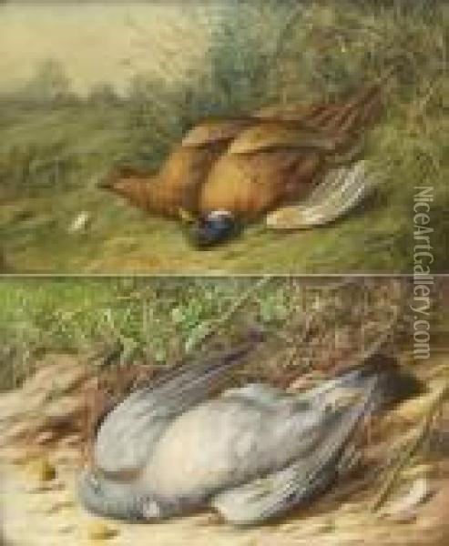 Still Life Studies Of Dead Pheasants And Pigeon Oil Painting - William Cruickshank