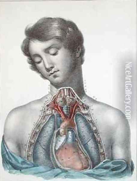The heart and organs in the chest from Manuel dAnatomie descriptive du Corps Humain Oil Painting - Haincelin