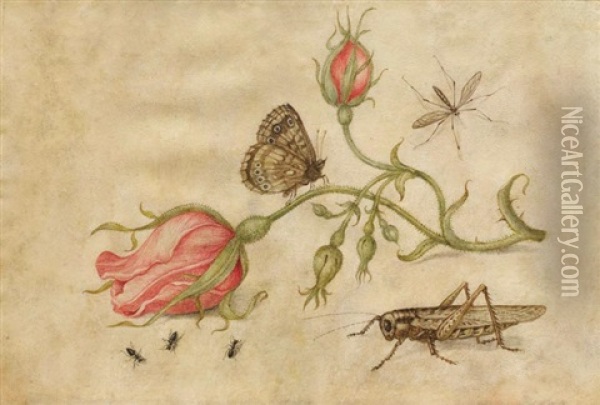 Stillleben Mit Rosenknospen Und Insekten Oil Painting - Jan van Kessel the Elder