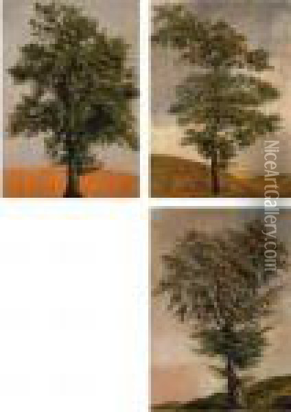 Studies Of Trees Oil Painting - Achille-Etna Michallon