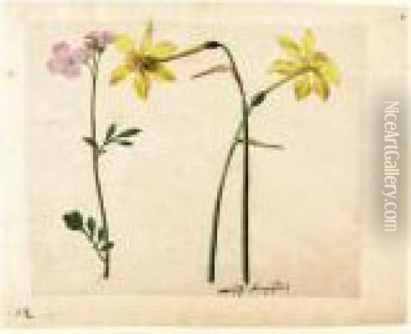 A Sheet Of Studies Of Flowers: Two Narcissi And A Lady's Smock Oil Painting - Jacques (de Morgues) Le Moyne